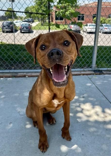 BEAR, Adoptable, Young Male Nova Scotia Duck Tolling Retriever & Mixed Breed.