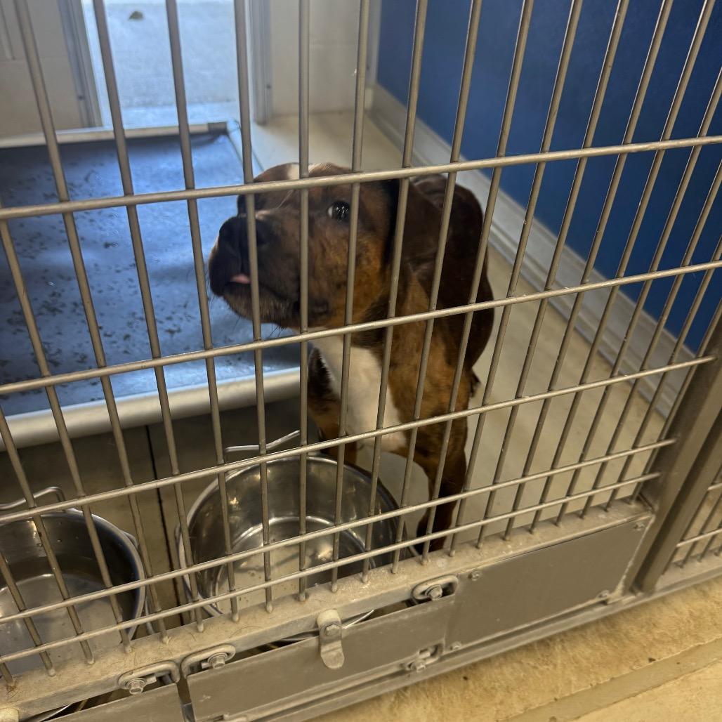 Enlarge SLBY-Stray-2696, a Adoptable Pit Bull Terrier in Shelbyville, IL image 1/1