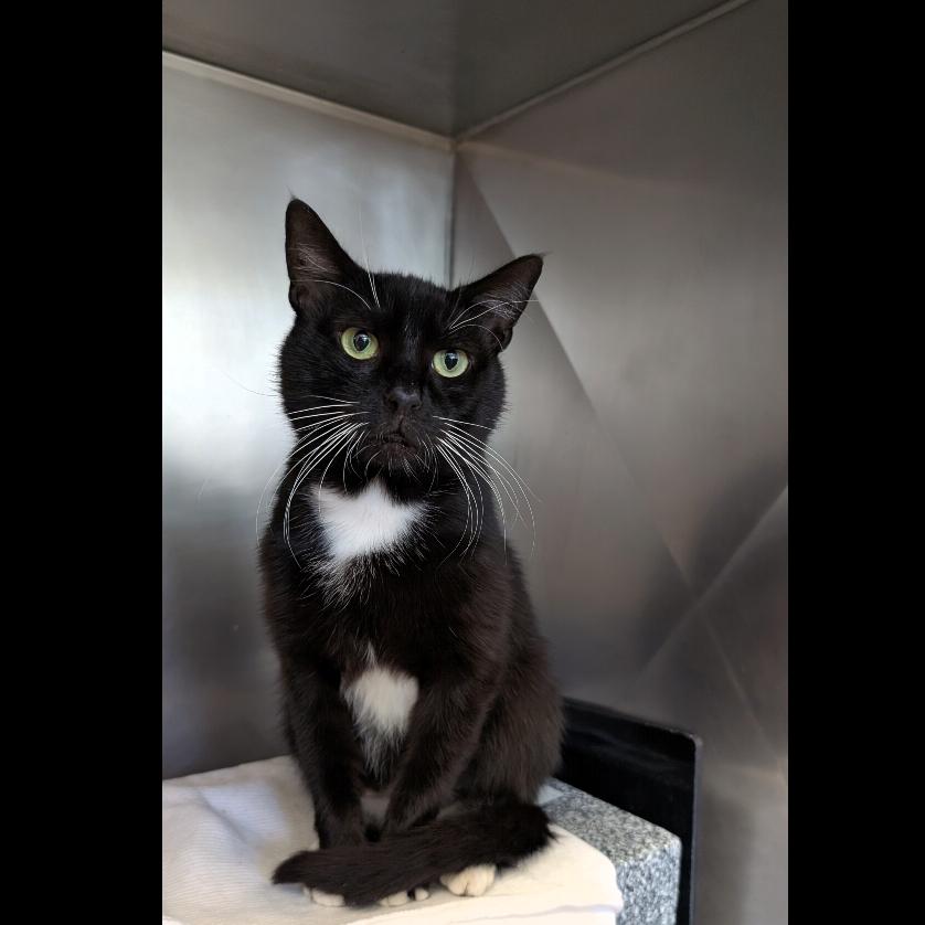 Mittens, Adoptable, Adult Male Domestic Short Hair.