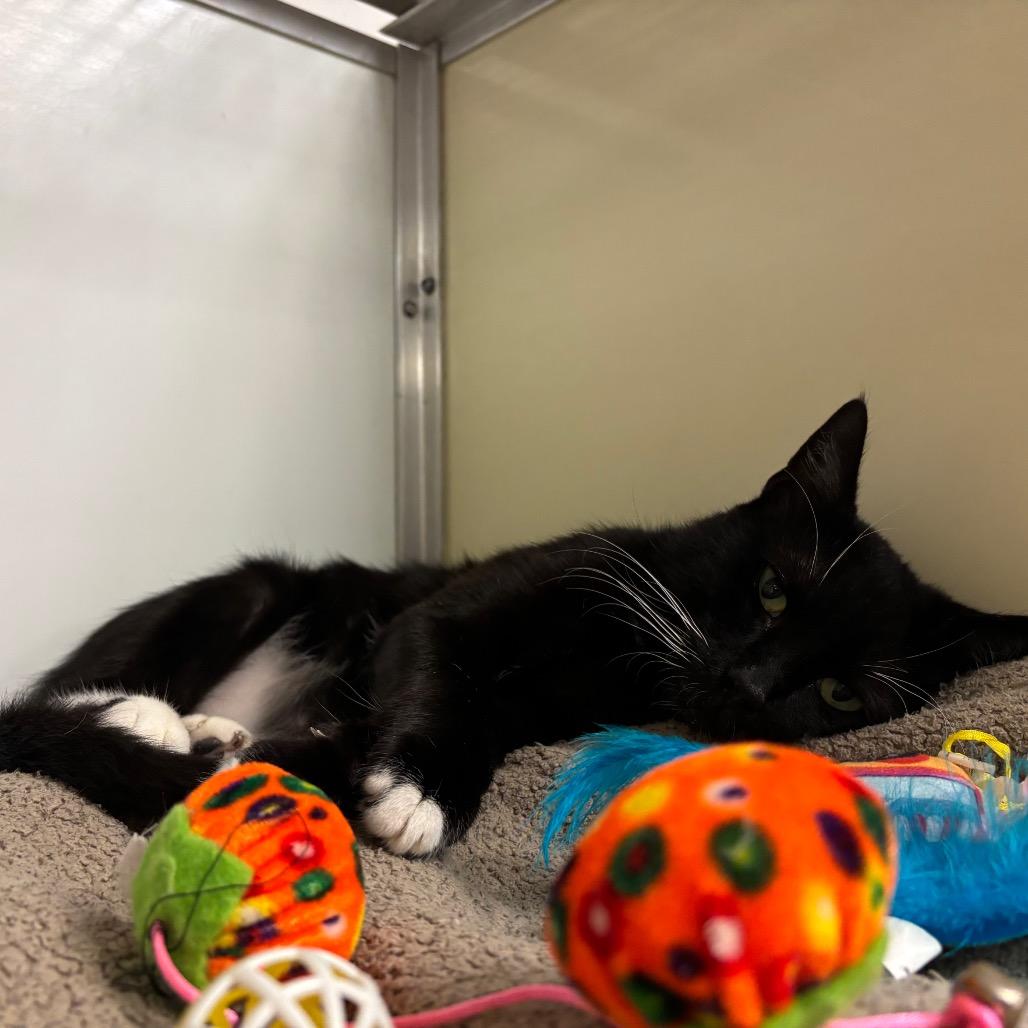 Mittens, a Adoptable Domestic Short Hair in Birdsboro, PA image 2/6