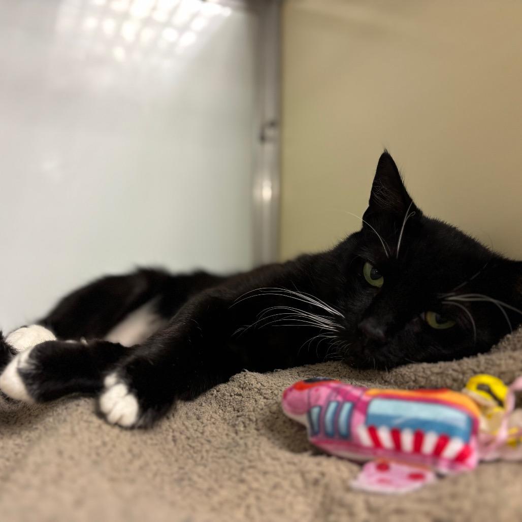 Mittens, a Adoptable Domestic Short Hair in Birdsboro, PA image 3/6