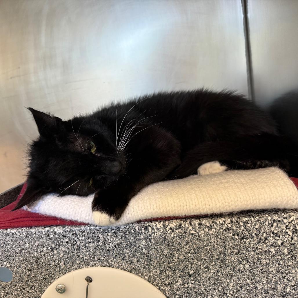 Mittens, a Adoptable Domestic Short Hair in Birdsboro, PA image 4/6