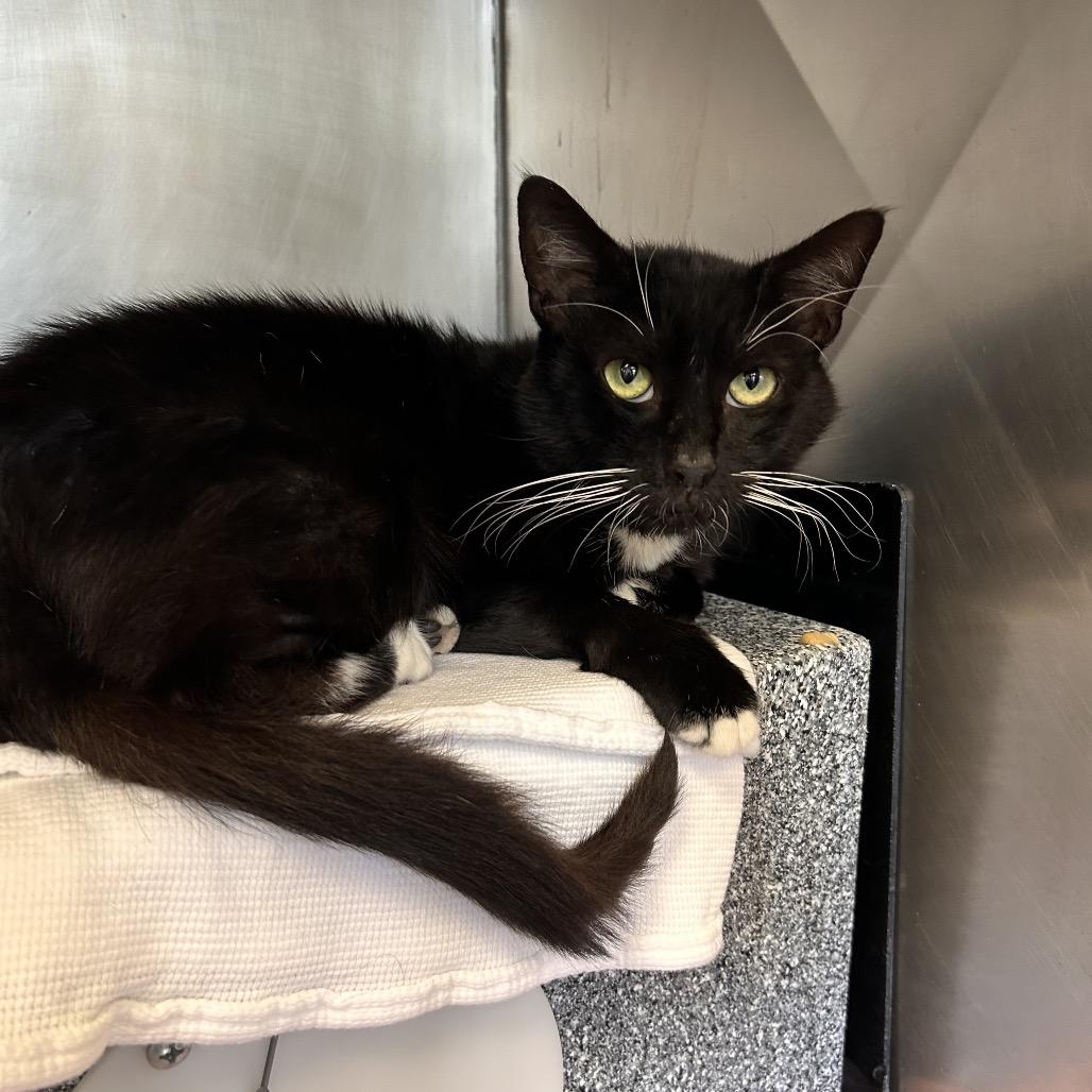 Mittens, a Adoptable Domestic Short Hair in Birdsboro, PA image 5/6
