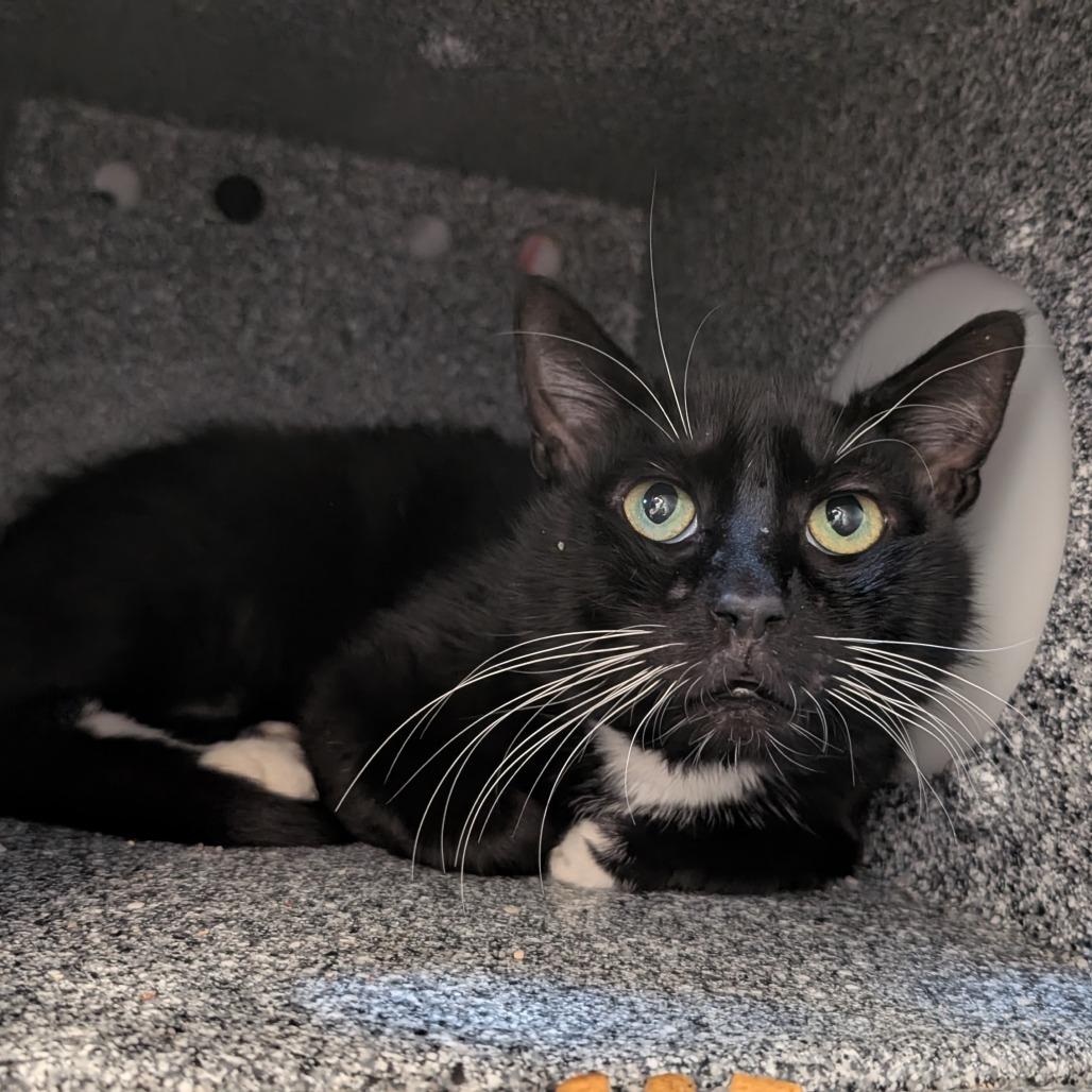 Mittens, a Adoptable Domestic Short Hair in Birdsboro, PA image 6/6