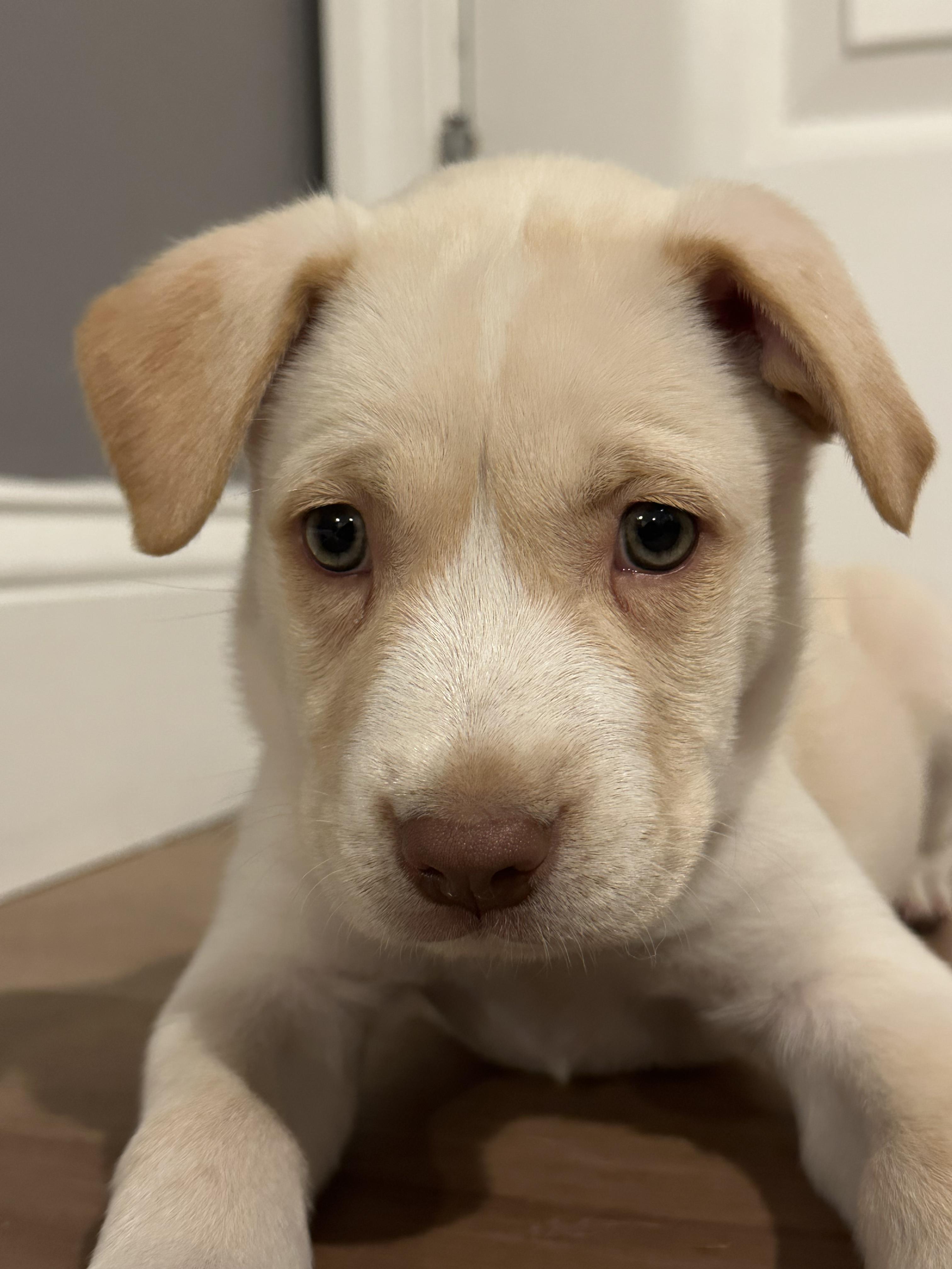 Enlarge Reiner, an adoptable mixed breed in New York, NY image 5/5