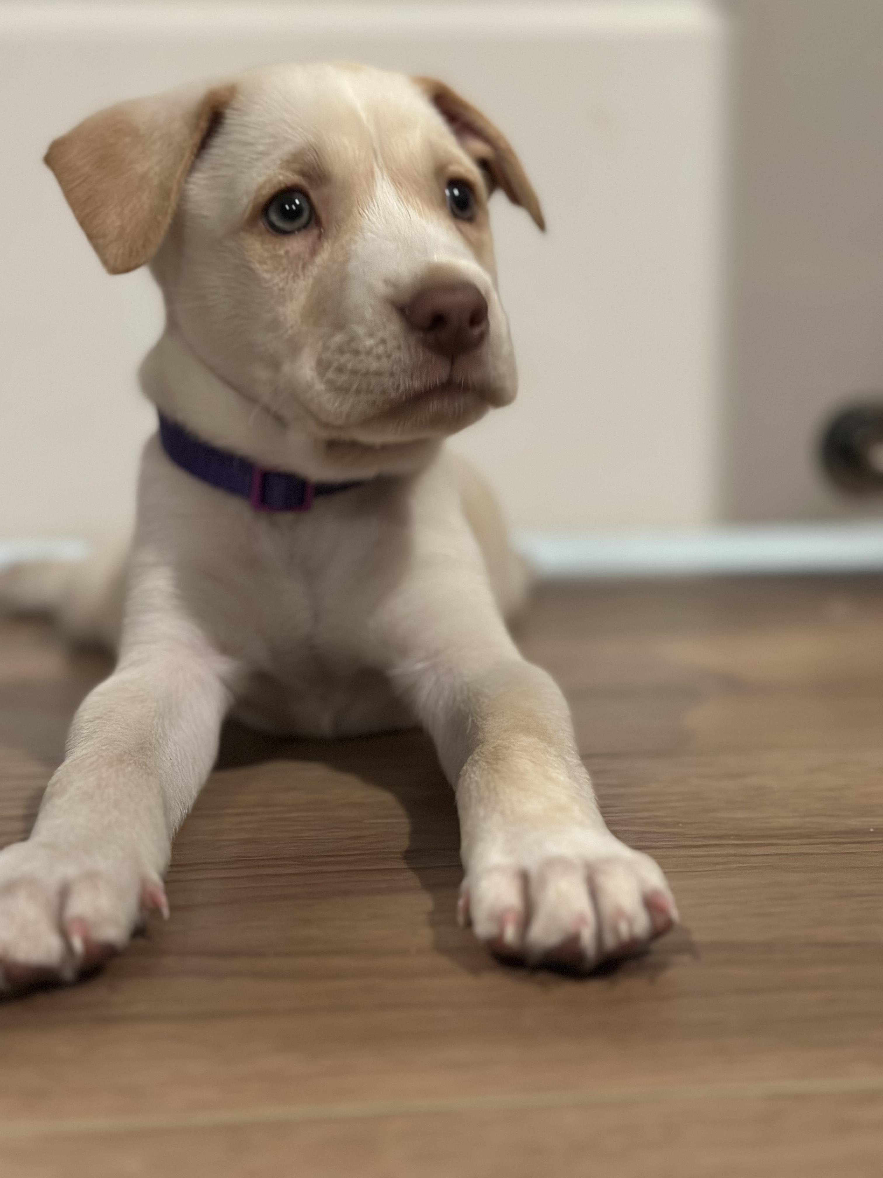 Reiner, adoptable, Puppy Male Labrador Retriever.