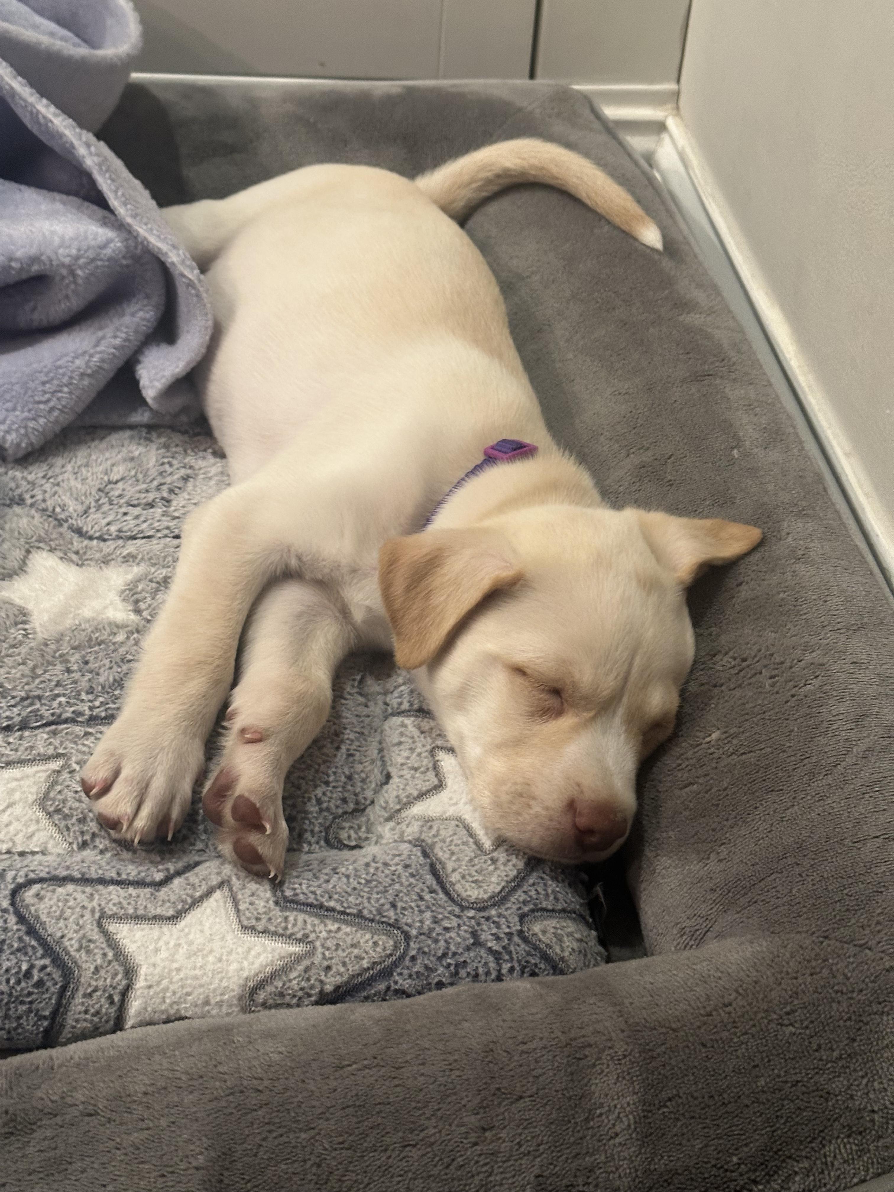 Enlarge Reiner, an adoptable mixed breed in New York, NY image 4/5