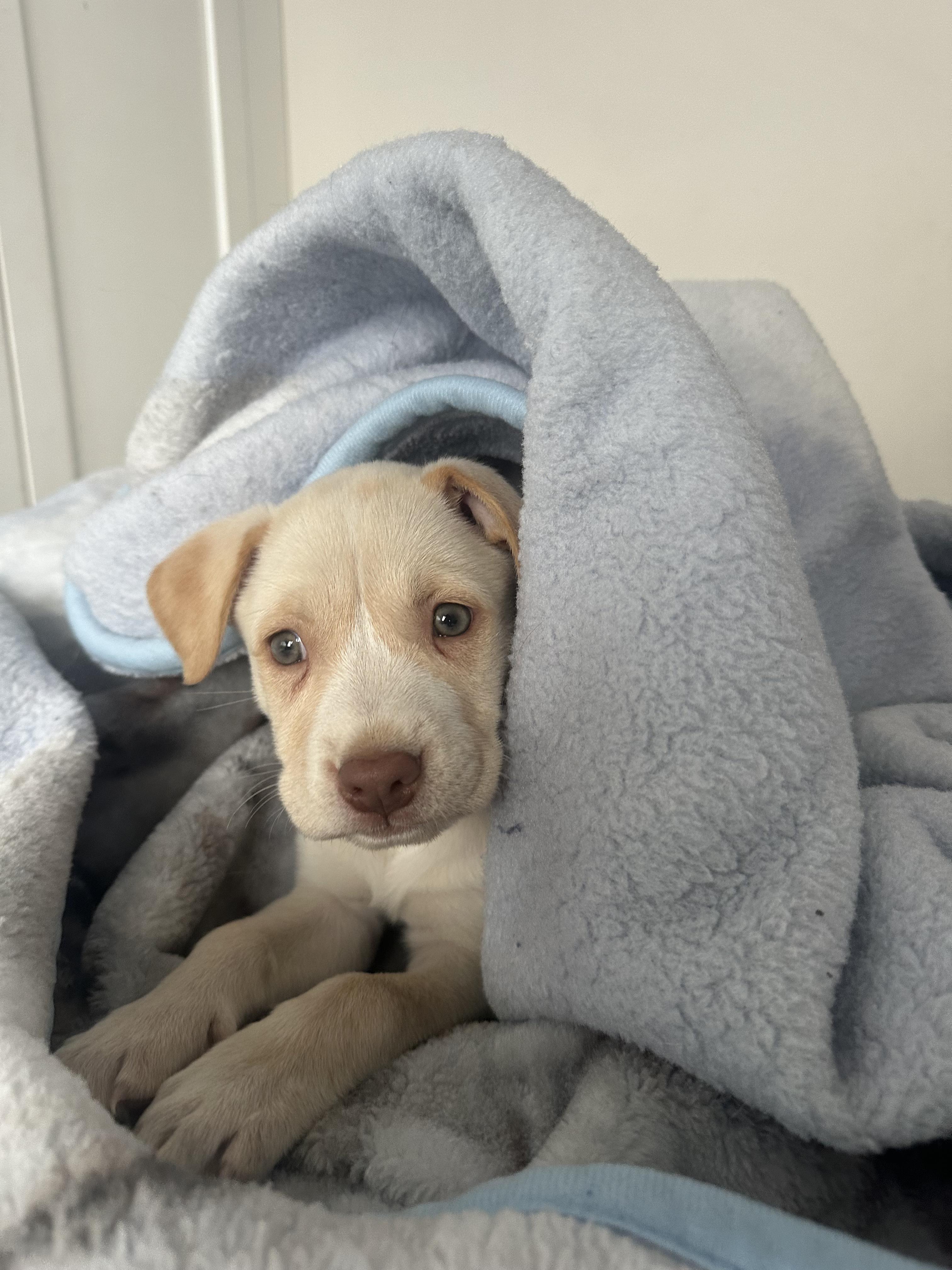 Enlarge Reiner, an adoptable mixed breed in New York, NY image 3/5