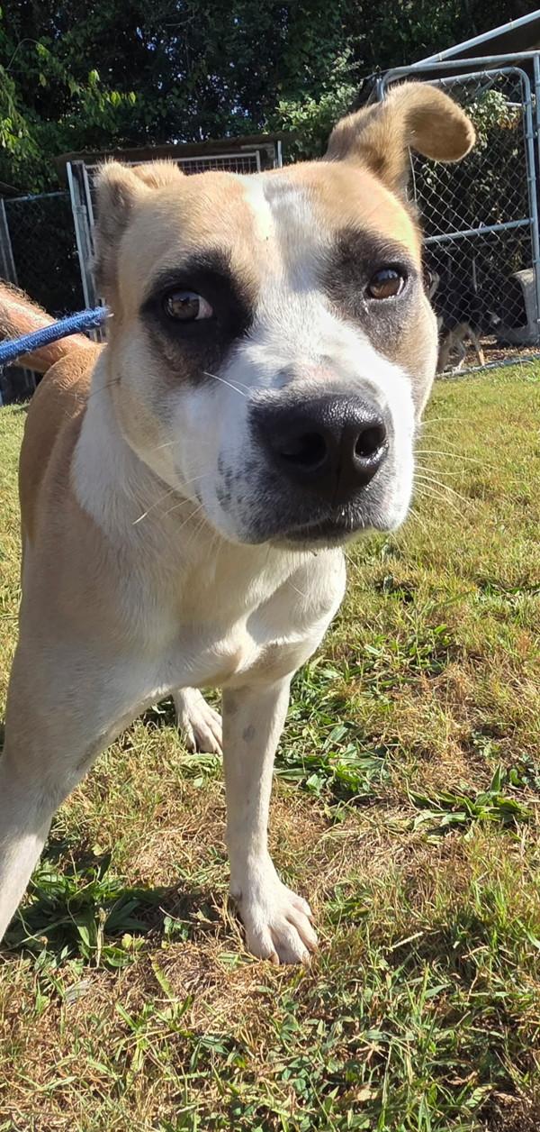 Enlarge Pedro, a Adoptable mixed breed in Cleveland, TN image 1/2