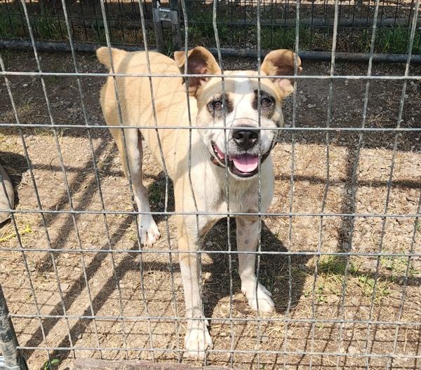 Enlarge Pedro, a Adoptable mixed breed in Cleveland, TN image 2/2