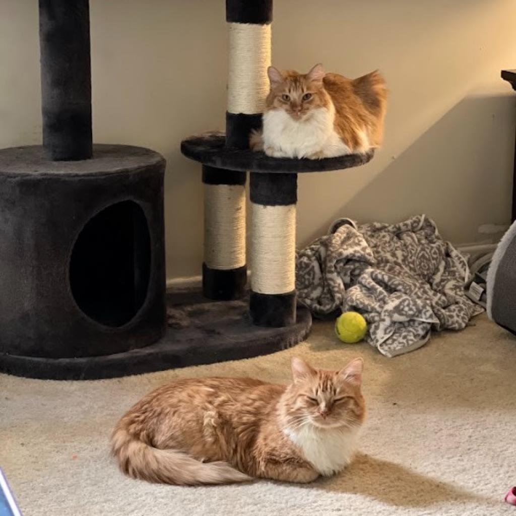 Sunkist — thumbnail 2