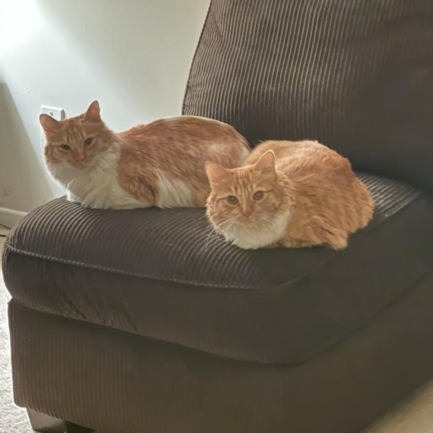 Sunkist — thumbnail 4