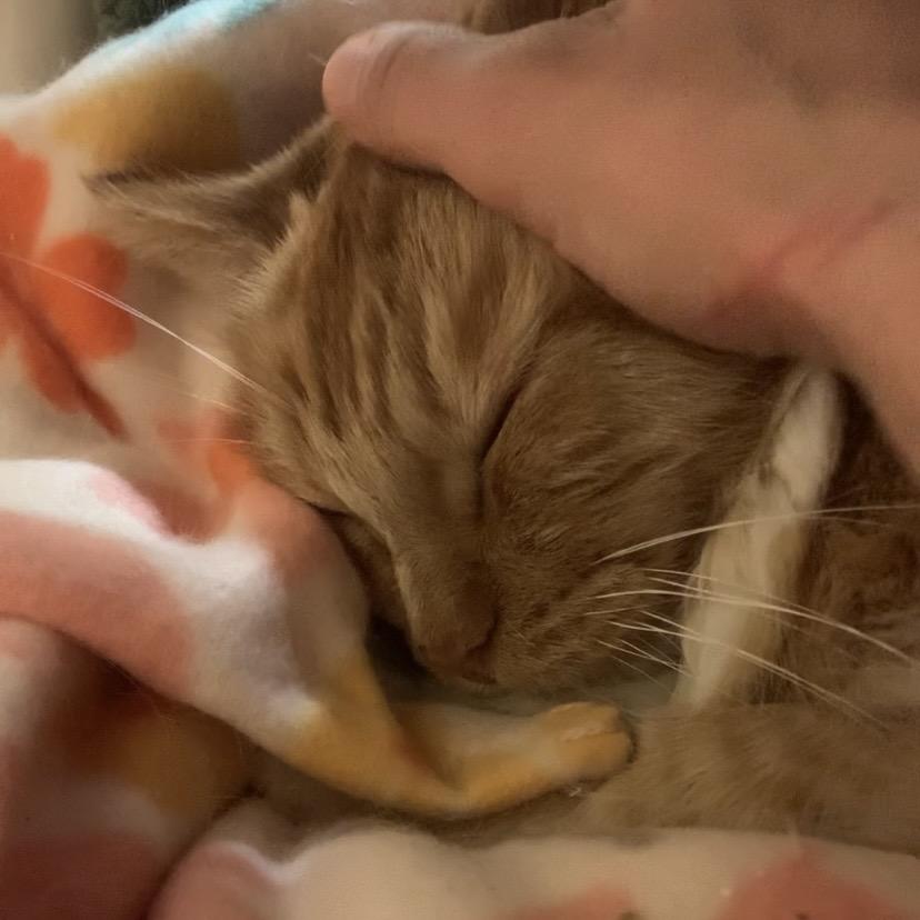 Sunkist — thumbnail 5