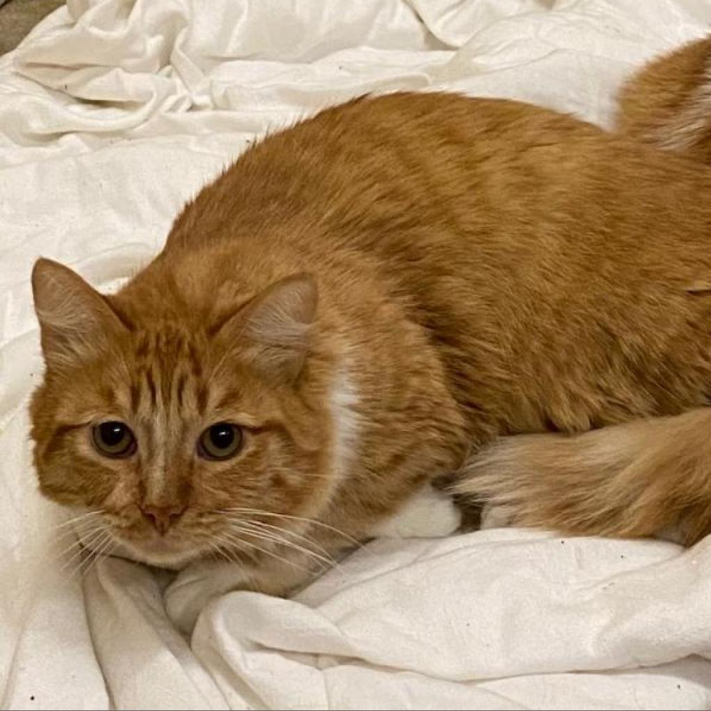 Sunkist — thumbnail 6