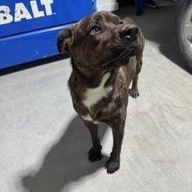 Enlarge Buddy, a Adoptable Mixed Breed in Glenmora, LA image 1/3