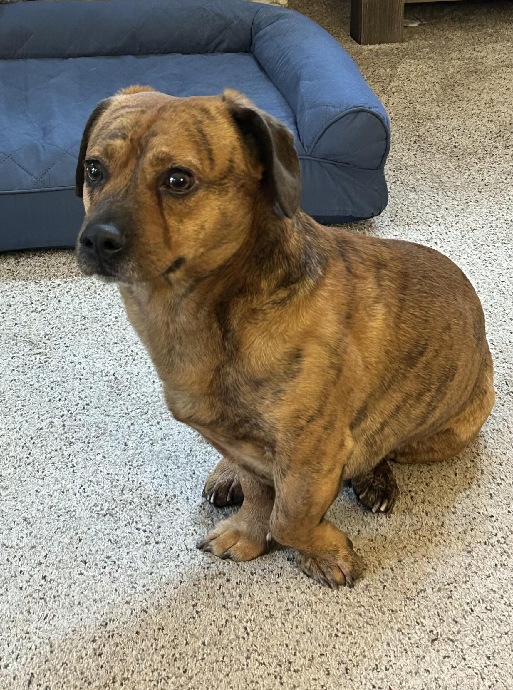 Enlarge Simba, a Adoptable mixed breed in Danville, CA image 4/4