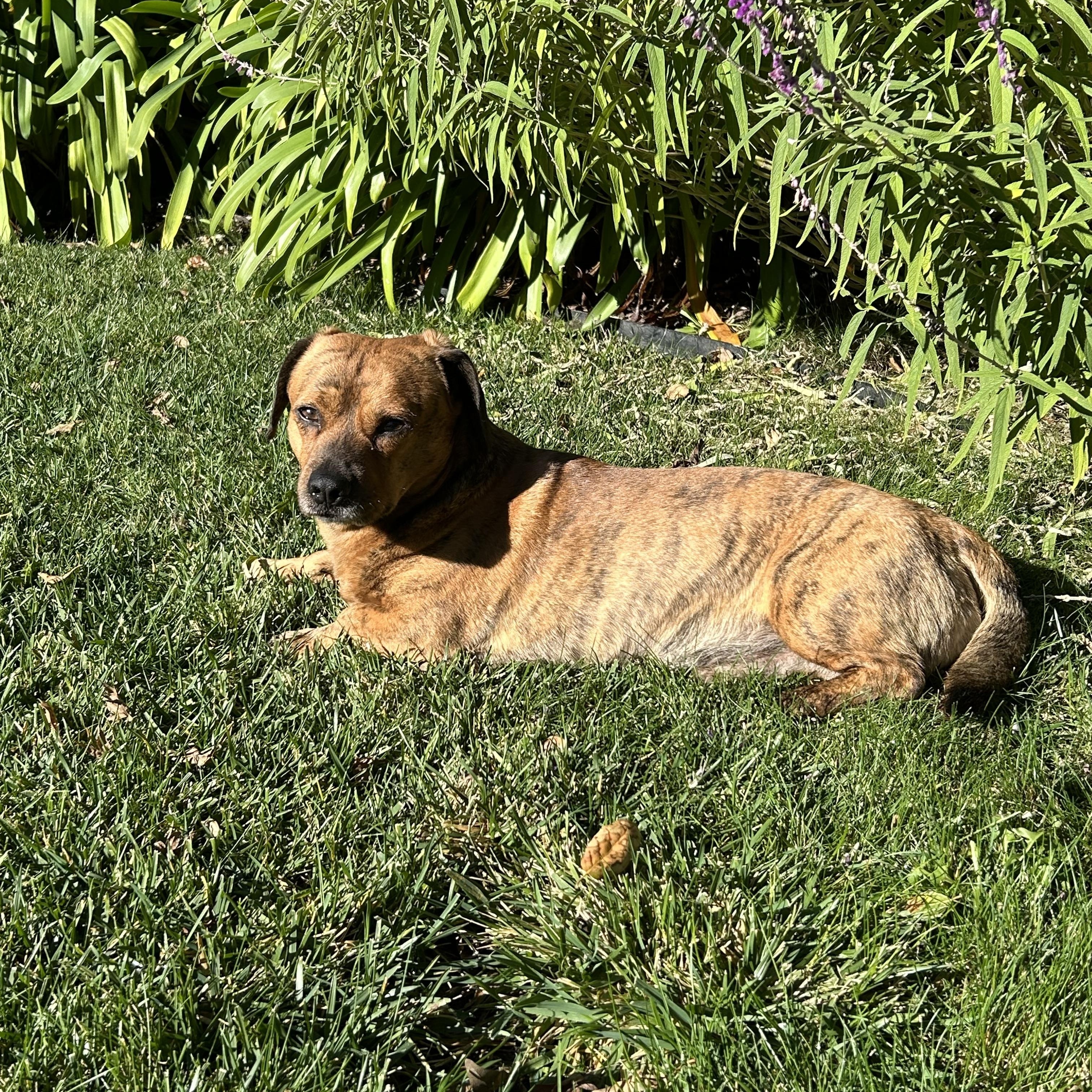 Enlarge Simba, a Adoptable mixed breed in Danville, CA image 2/4