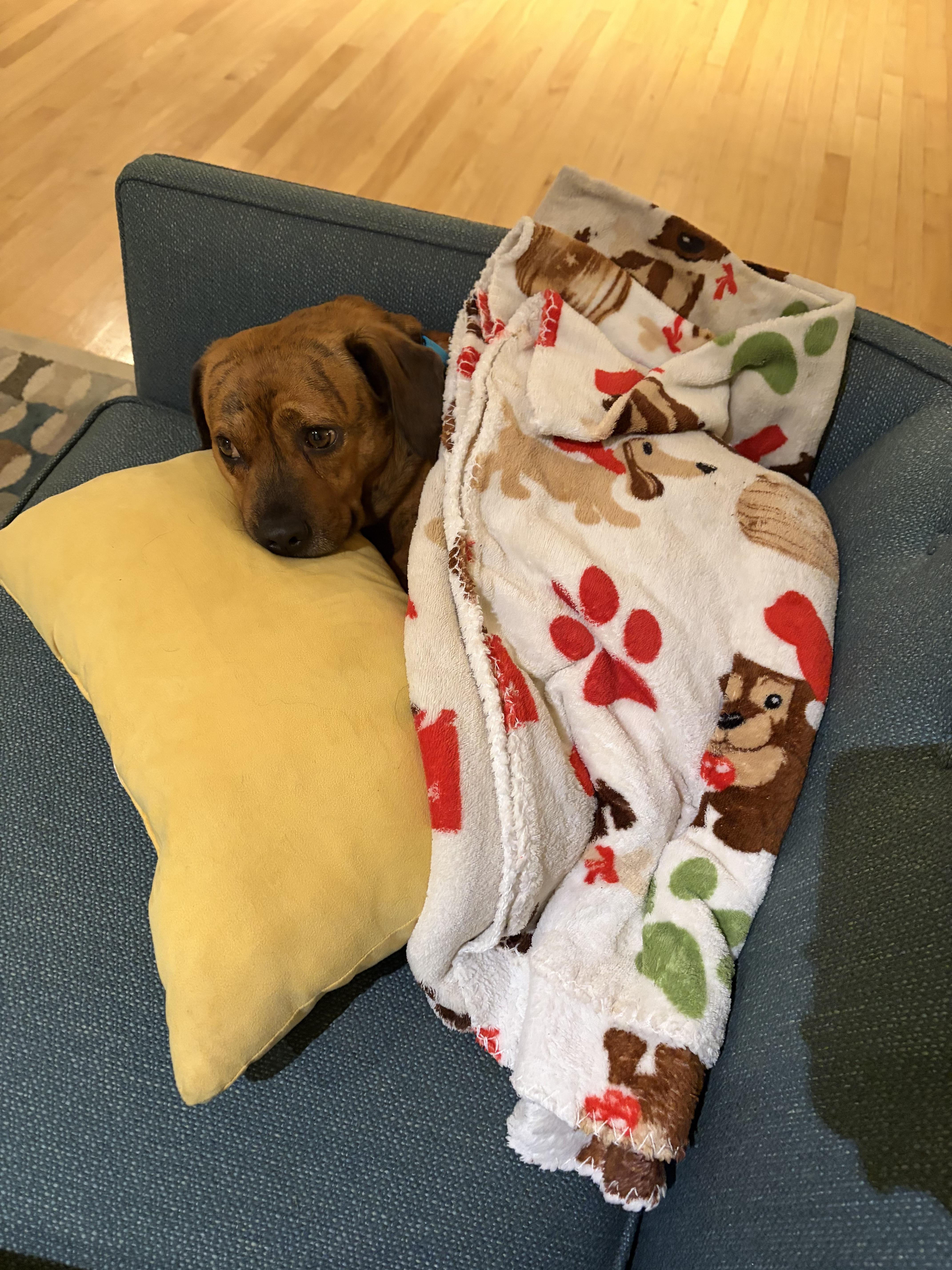 Enlarge Simba, a Adoptable mixed breed in Danville, CA image 3/4