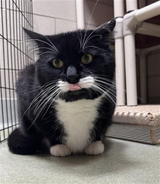 NEO, Adoptable, Adult Male Domestic Short Hair.