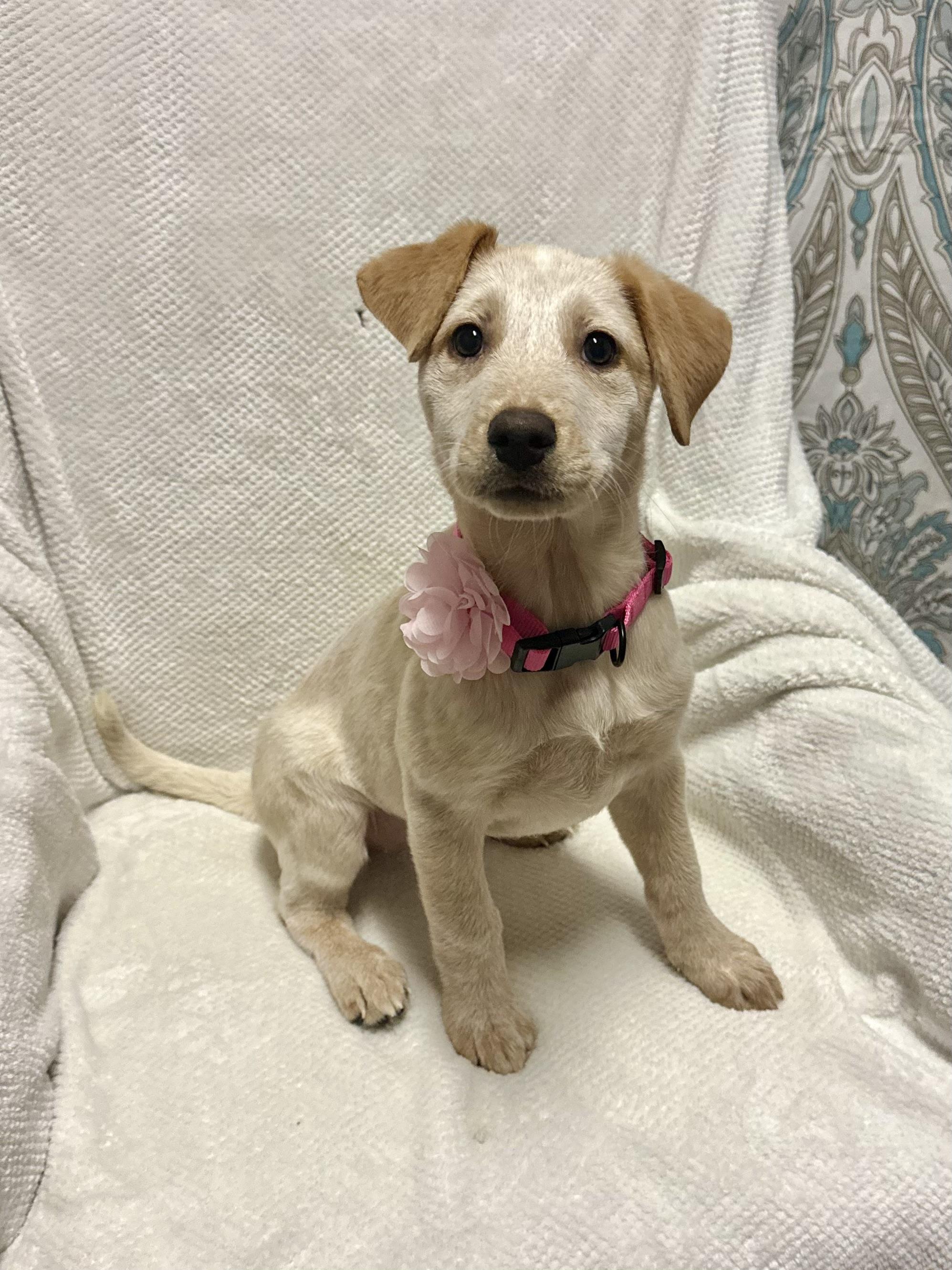 Makita, adopted, Puppy Female Terrier.
