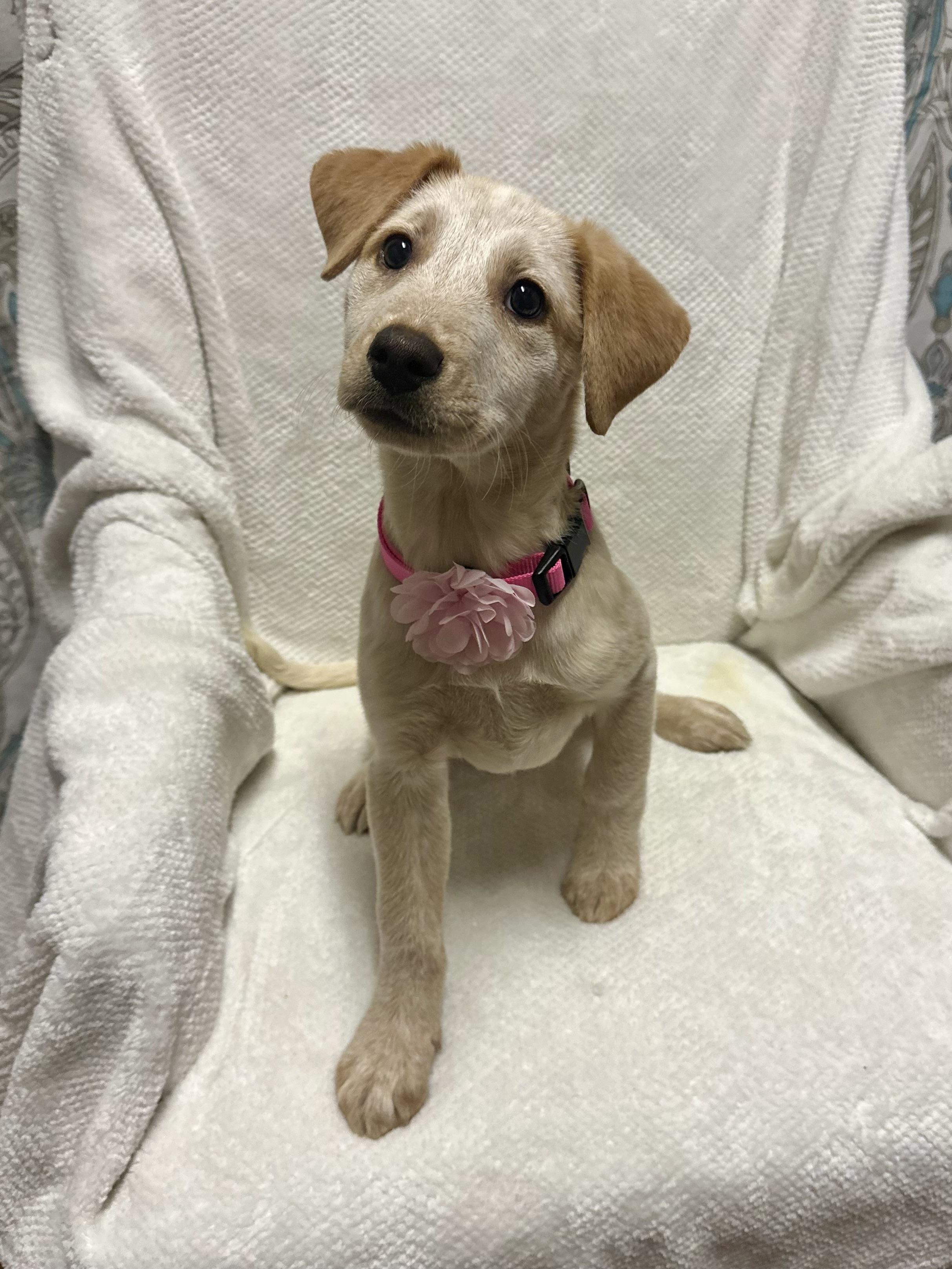 Enlarge Makita, an adopted mixed breed in Walker, LA image 2/4