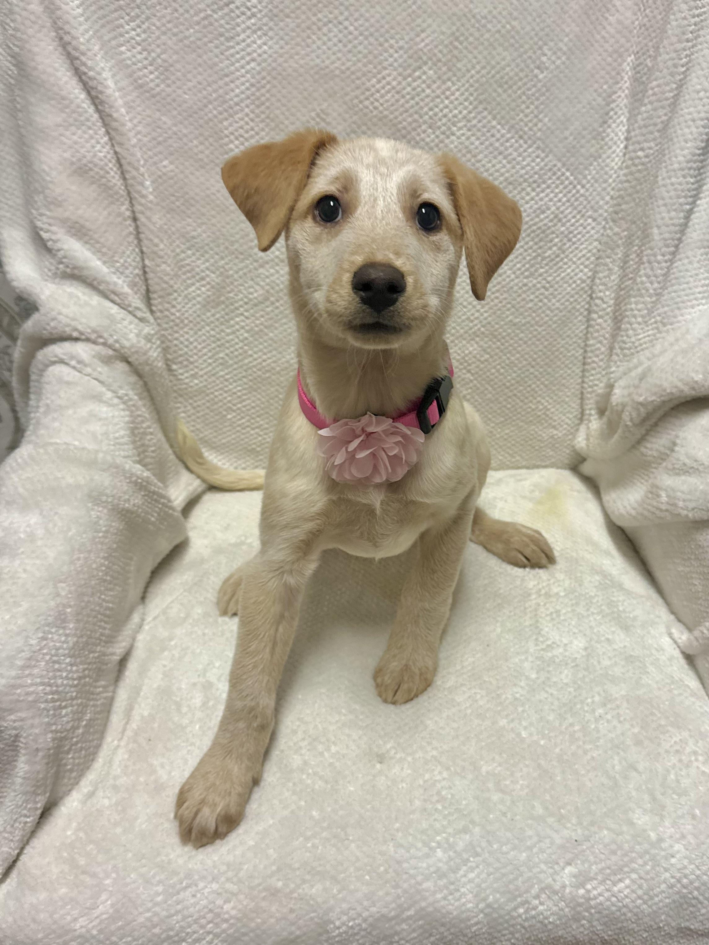 Enlarge Makita, an adopted mixed breed in Walker, LA image 3/4