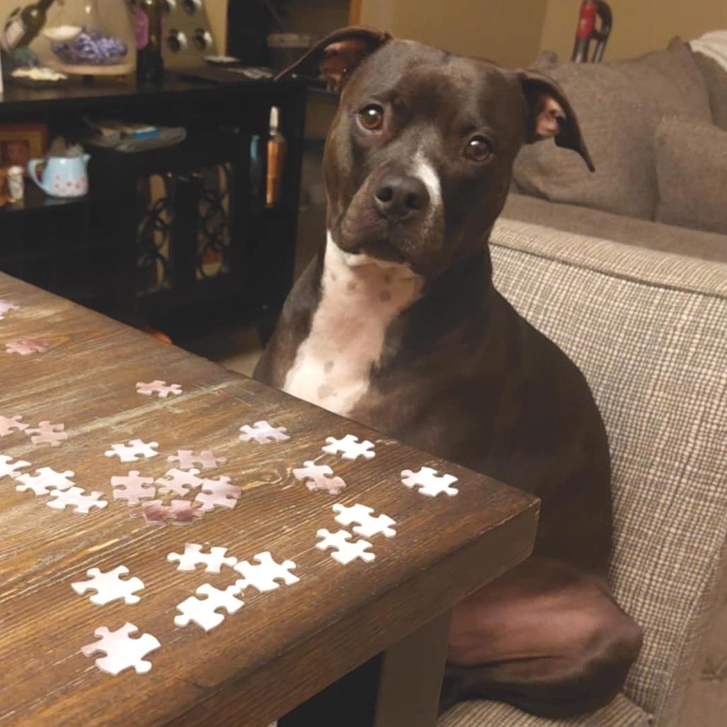 Enlarge Nona, a Adoptable Pit Bull Terrier in Zimmerman, MN image 3/6