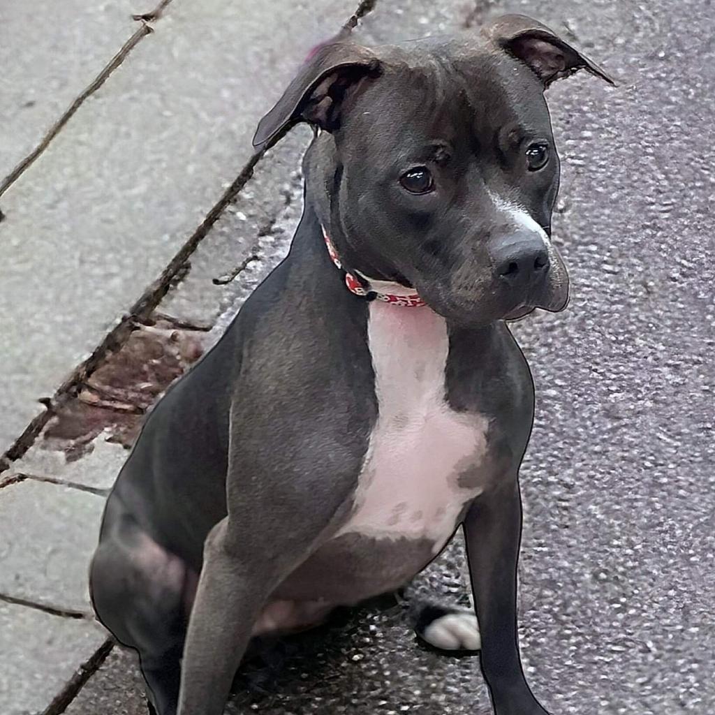 Enlarge Nona, a Adoptable Pit Bull Terrier in Zimmerman, MN image 4/6