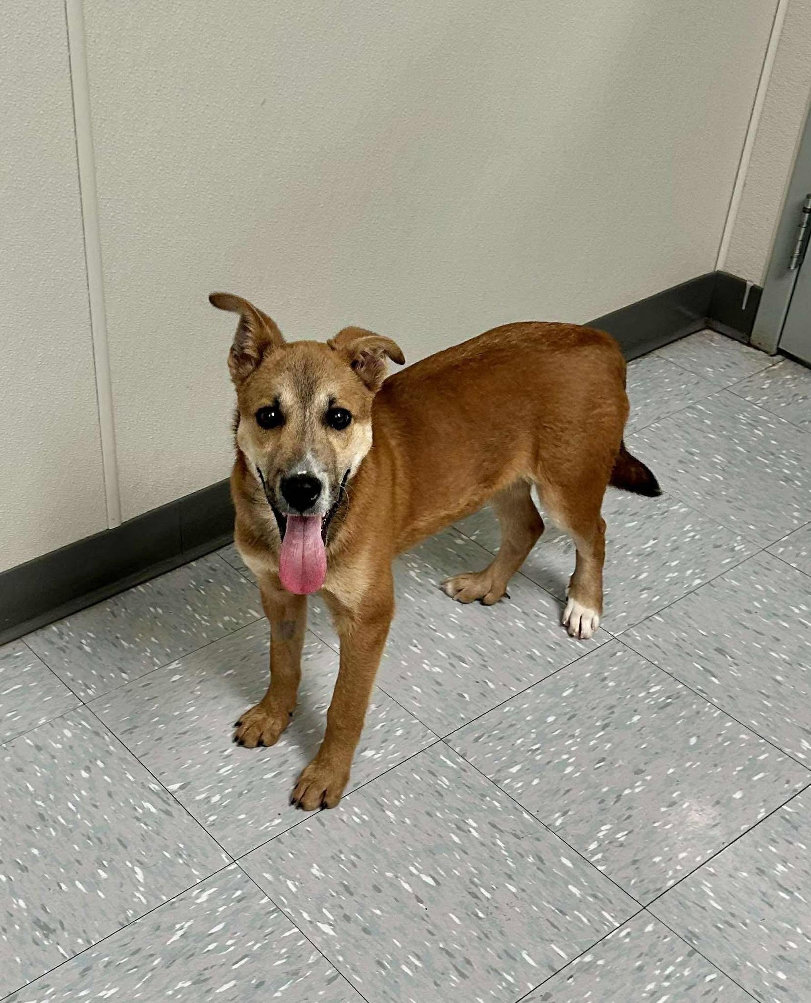 Mario, Adoptable, Young Male German Shepherd Dog & Husky.