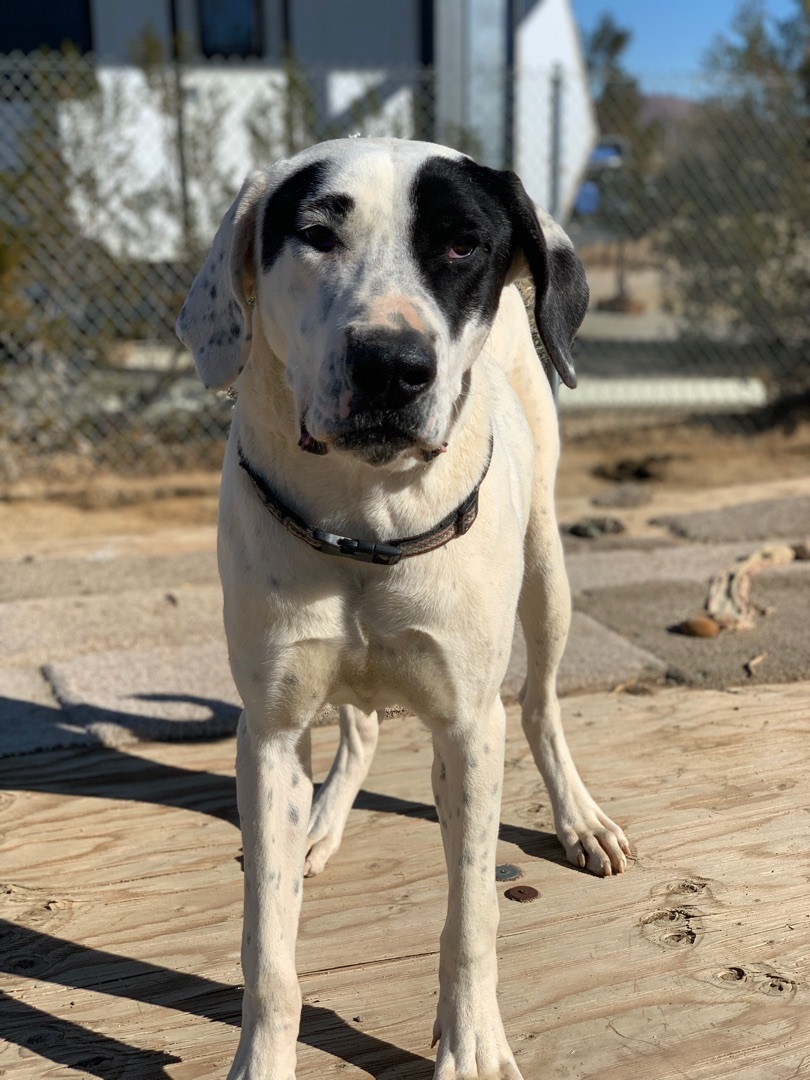 Athena, a Adoptable mixed breed in Mojave, CA image 1/8