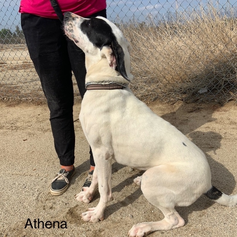 Athena, a Adoptable mixed breed in Mojave, CA image 2/8
