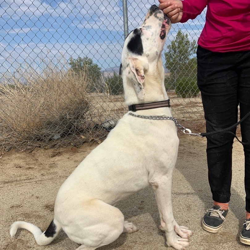 Athena, a Adoptable mixed breed in Mojave, CA image 3/8