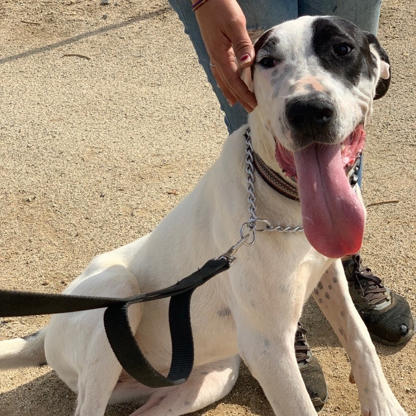 Athena, a Adoptable mixed breed in Mojave, CA image 4/8