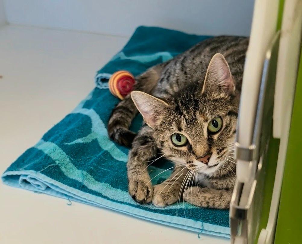 Ariana, a Adoptable mixed breed in Greenfield, IN image 1/3