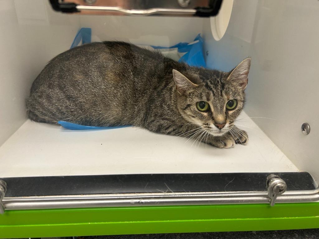 Ariana, Adoptable, Adult Female Domestic Short Hair.