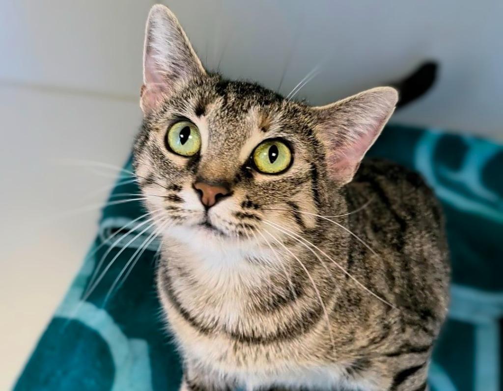 Ariana, a Adoptable mixed breed in Greenfield, IN image 3/3