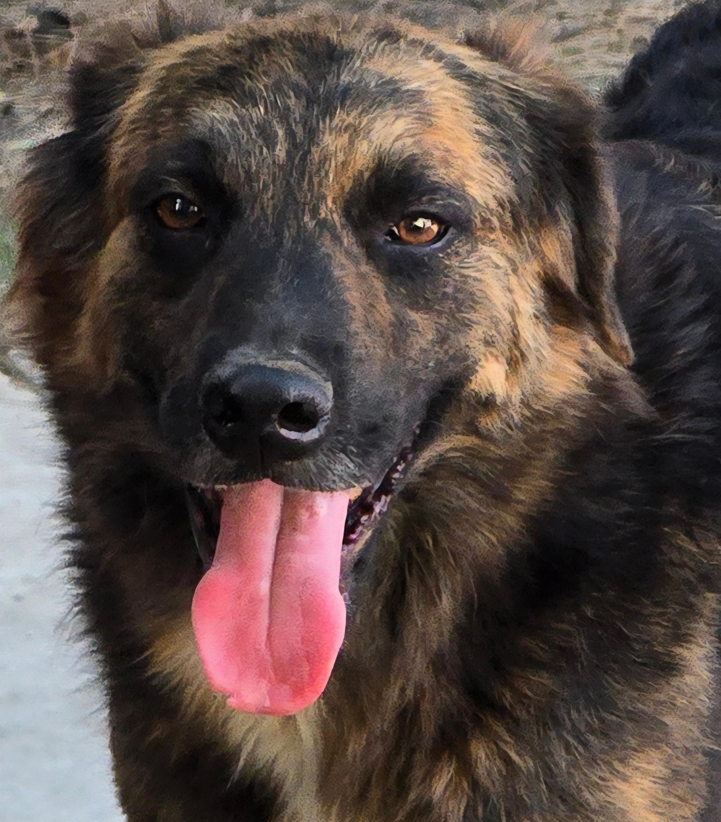 Enlarge Bear, a ADOPTABLE mixed breed in Longview, TX image 5/5