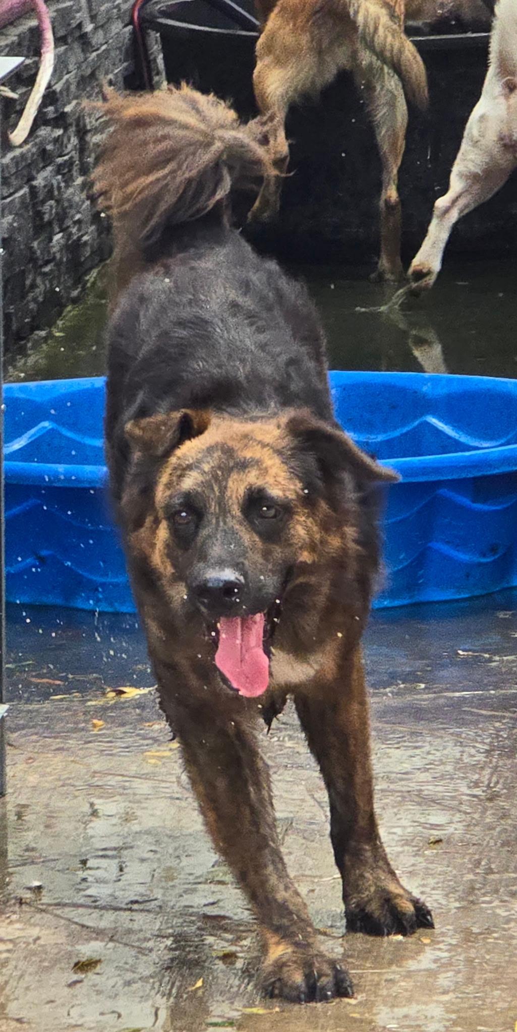 Enlarge Bear, a ADOPTABLE mixed breed in Longview, TX image 4/5