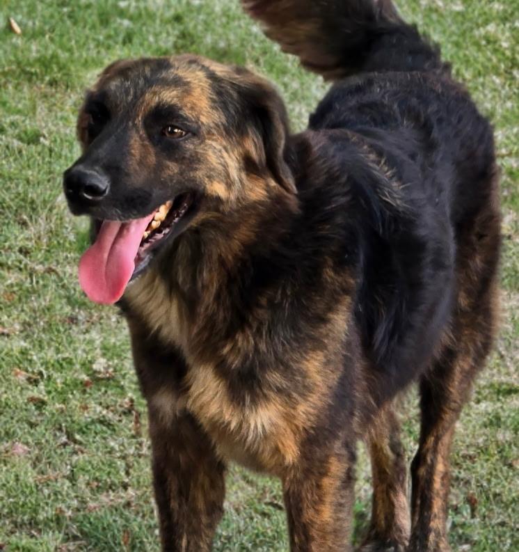 Enlarge Bear, a ADOPTABLE mixed breed in Longview, TX image 2/5