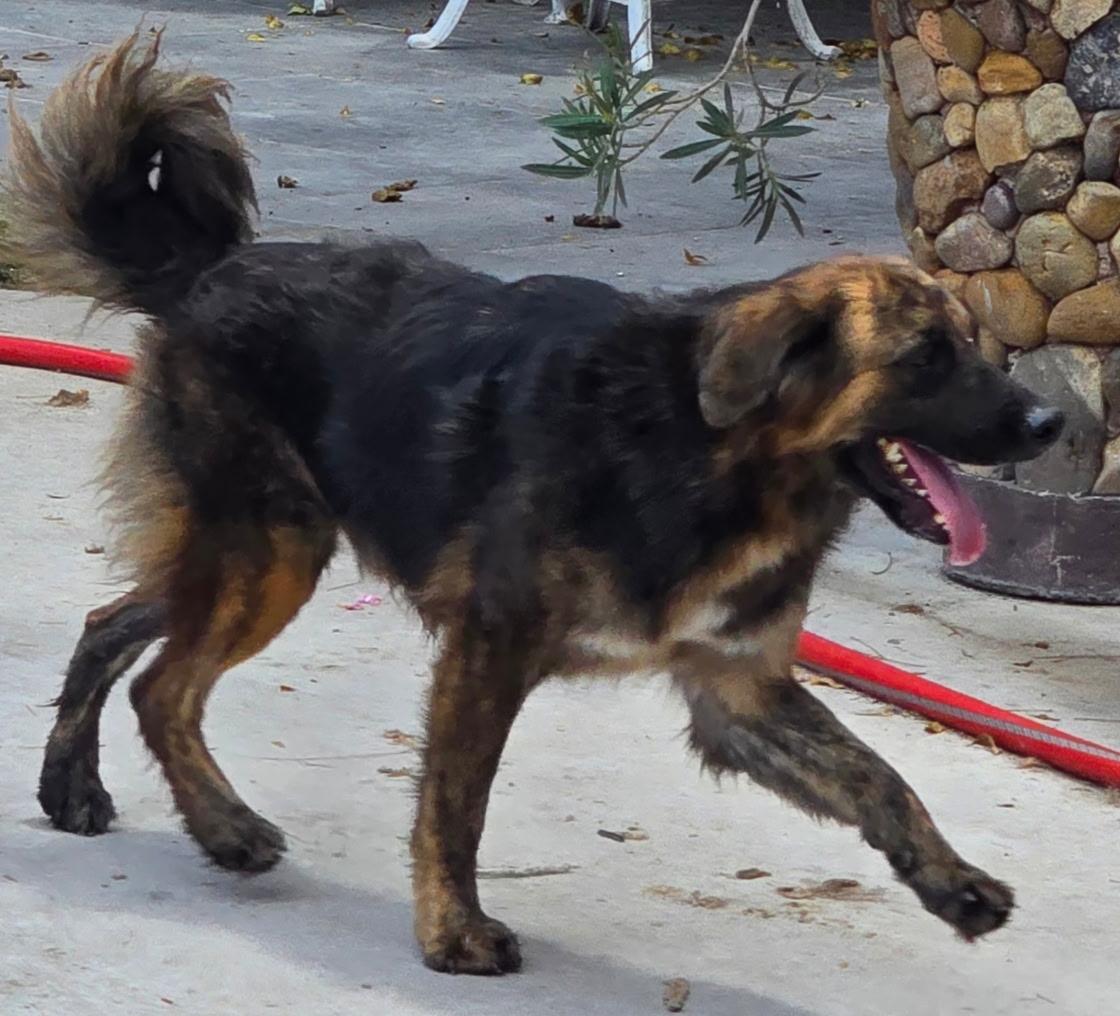 Enlarge Bear, a ADOPTABLE mixed breed in Longview, TX image 3/5