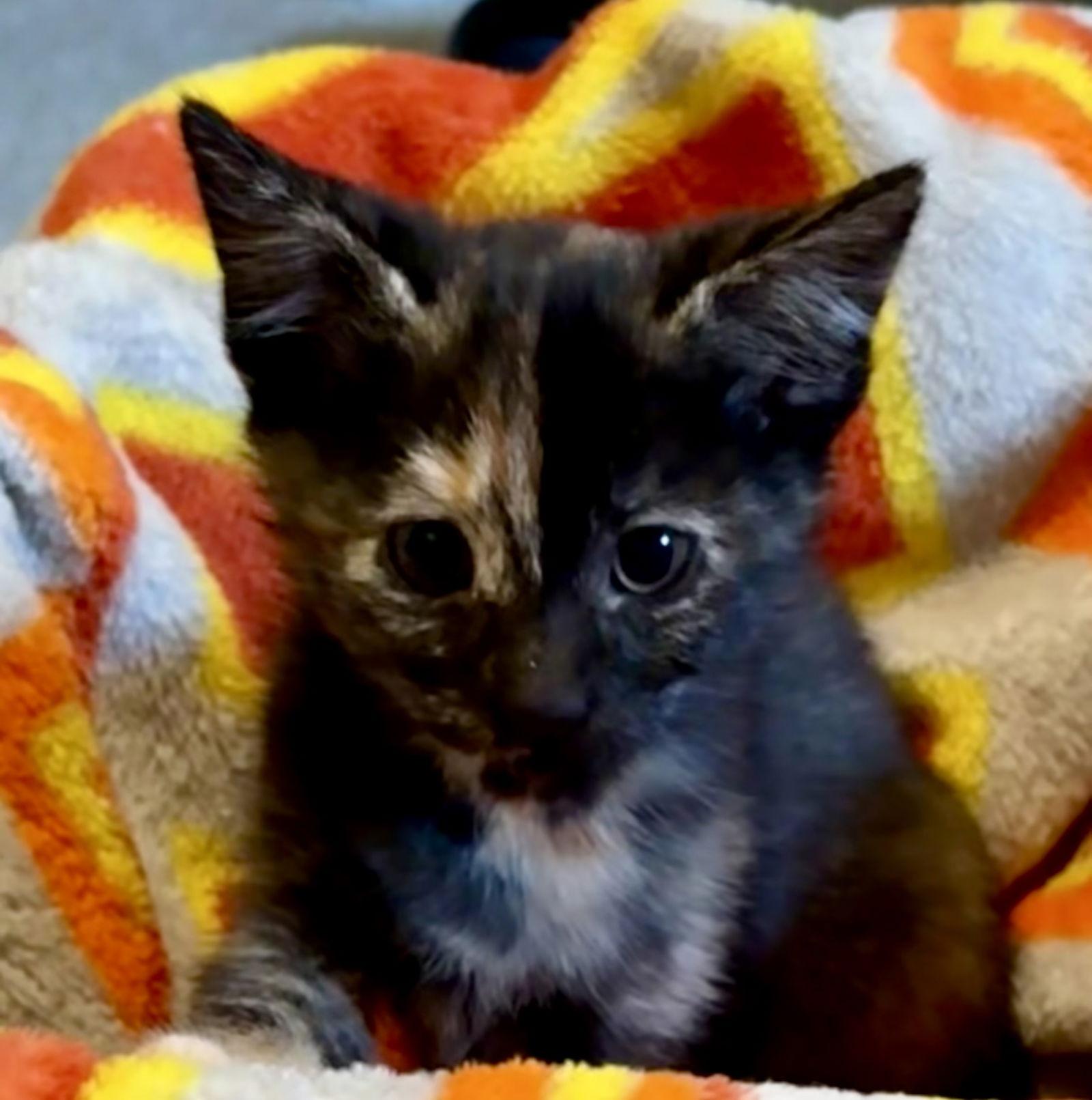 Philly, Adopted, Kitten Female Tortoiseshell.