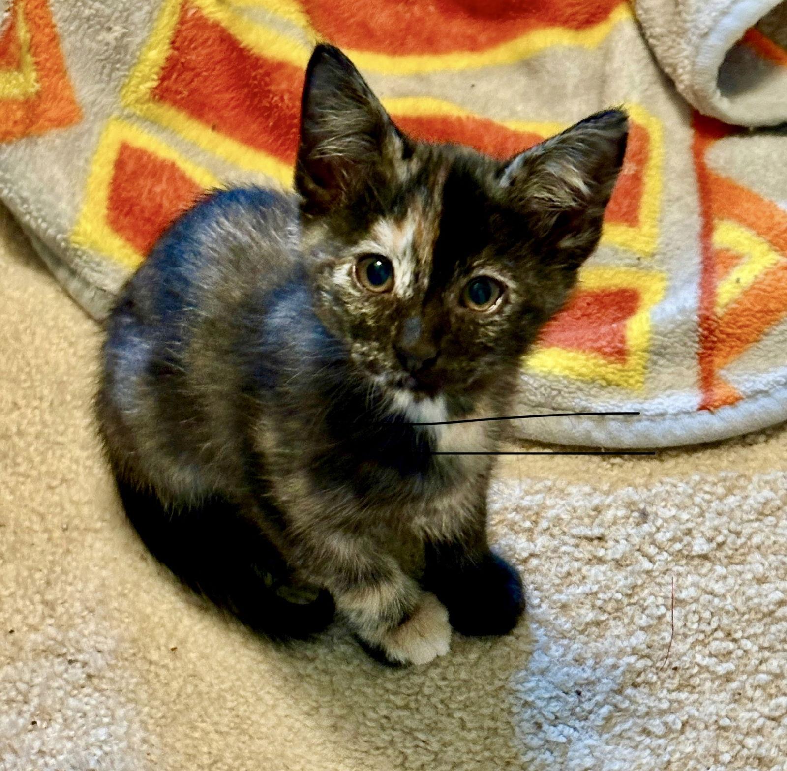 Enlarge Philly, a Adopted Tortoiseshell in Penndel, PA image 2/3