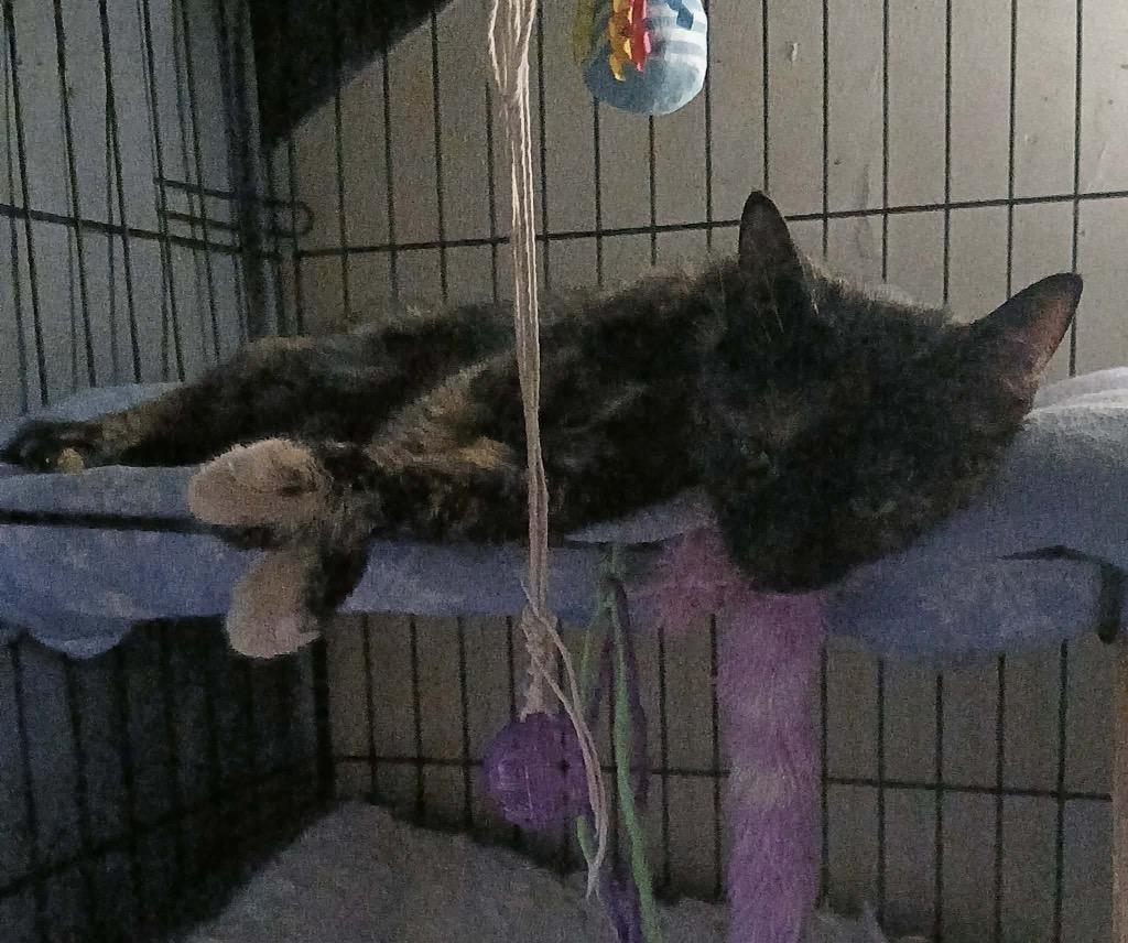 Boots, Adoptable, Young Female Domestic Short Hair.