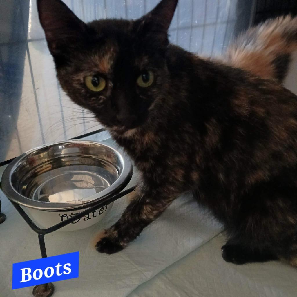 Boots, Adoptable, Young Female Domestic Short Hair.