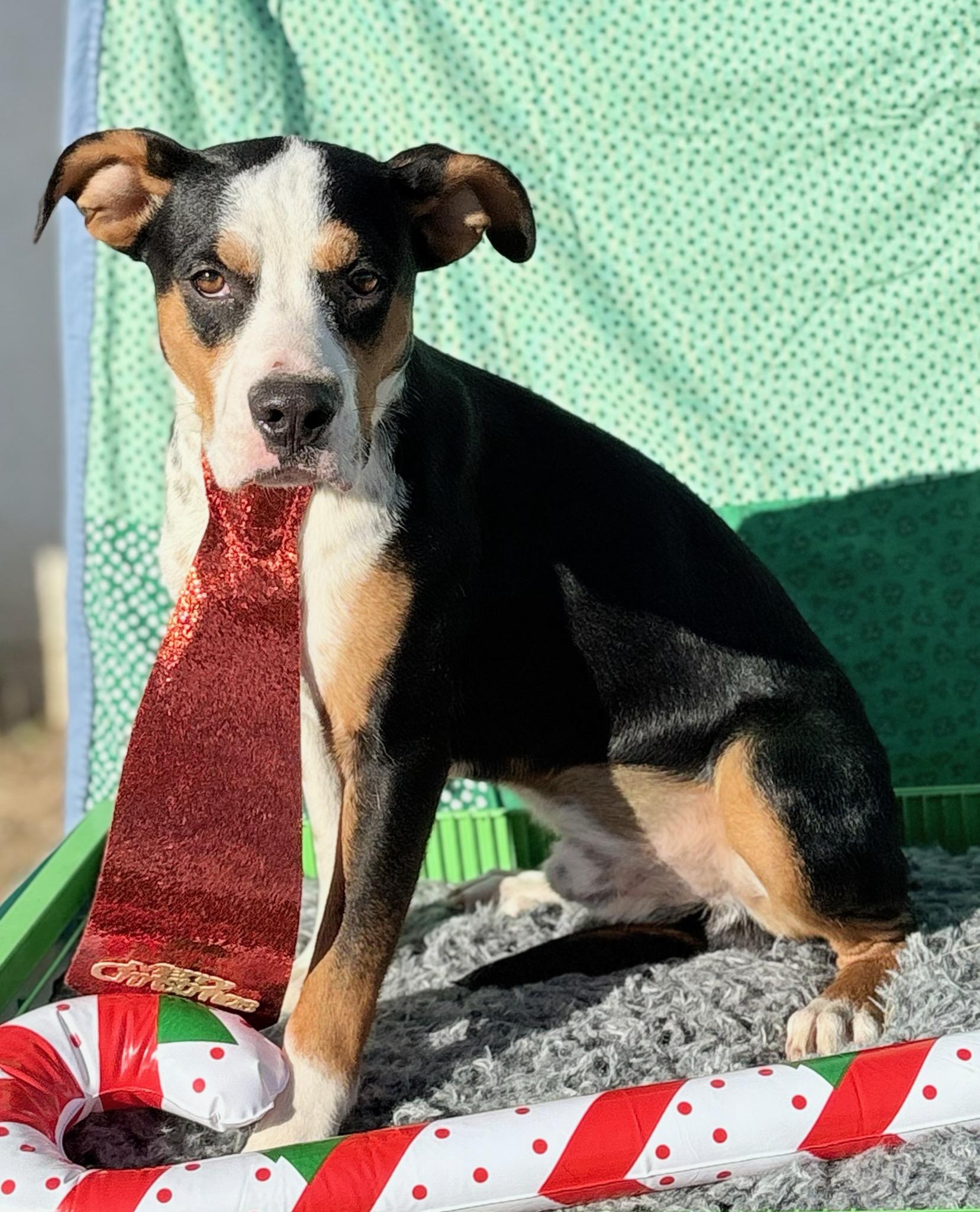Jethro , ADOPTABLE, Young Male Collie.