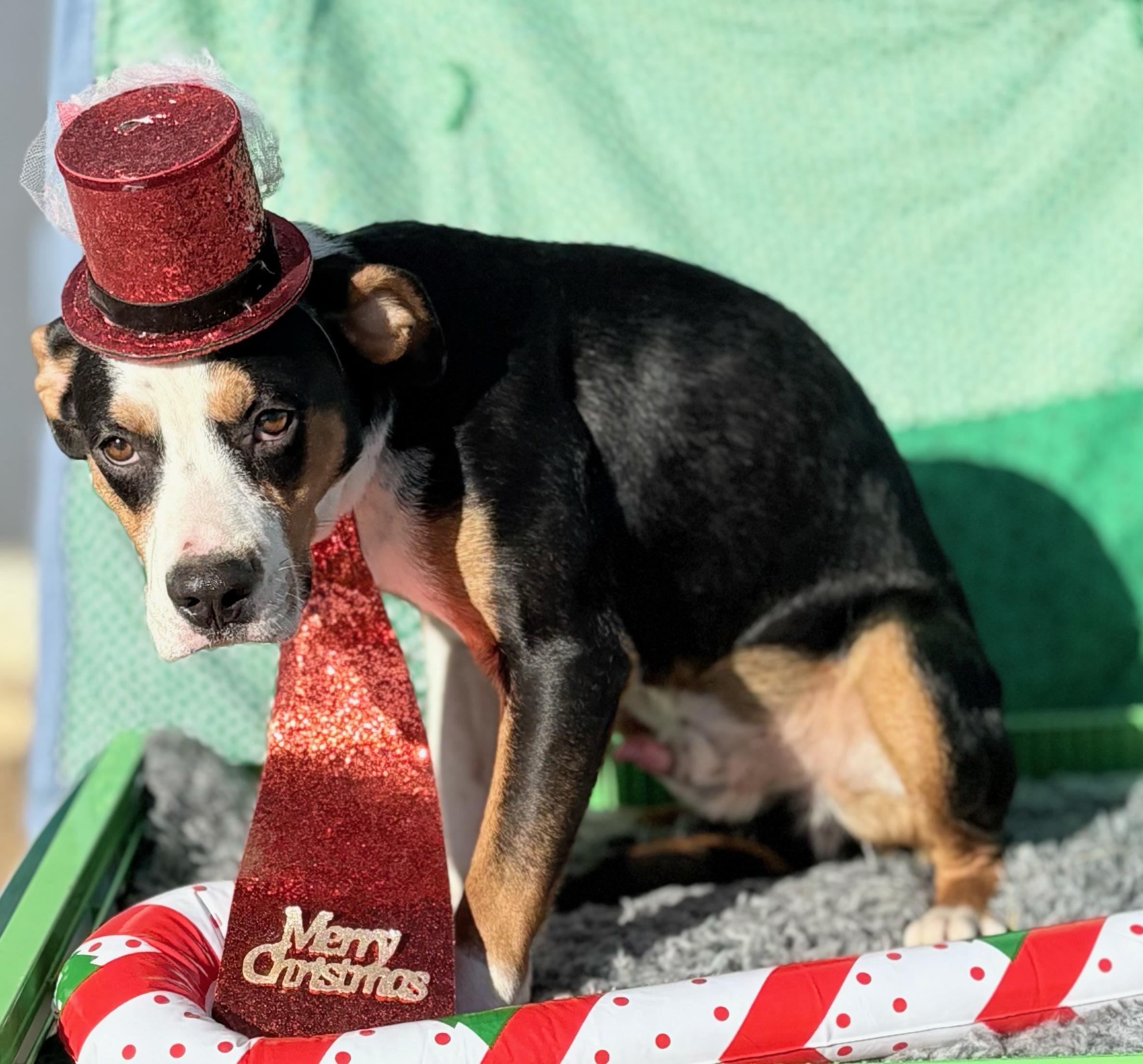 Enlarge Jethro , a ADOPTABLE mixed breed in Manchester, NH image 2/3