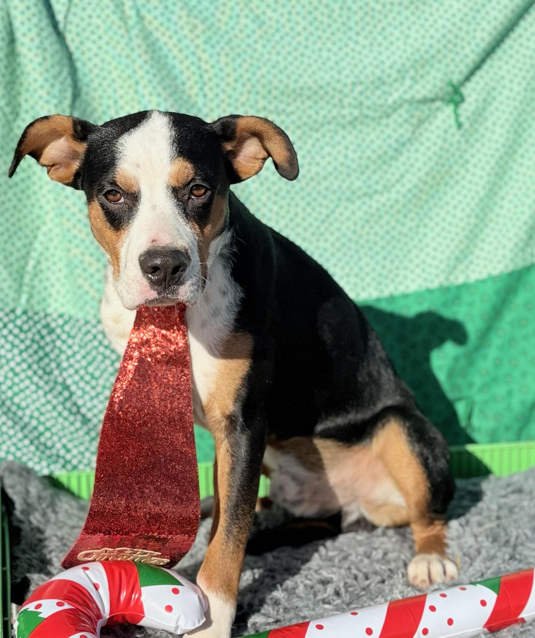 Enlarge Jethro , a ADOPTABLE mixed breed in Manchester, NH image 3/3