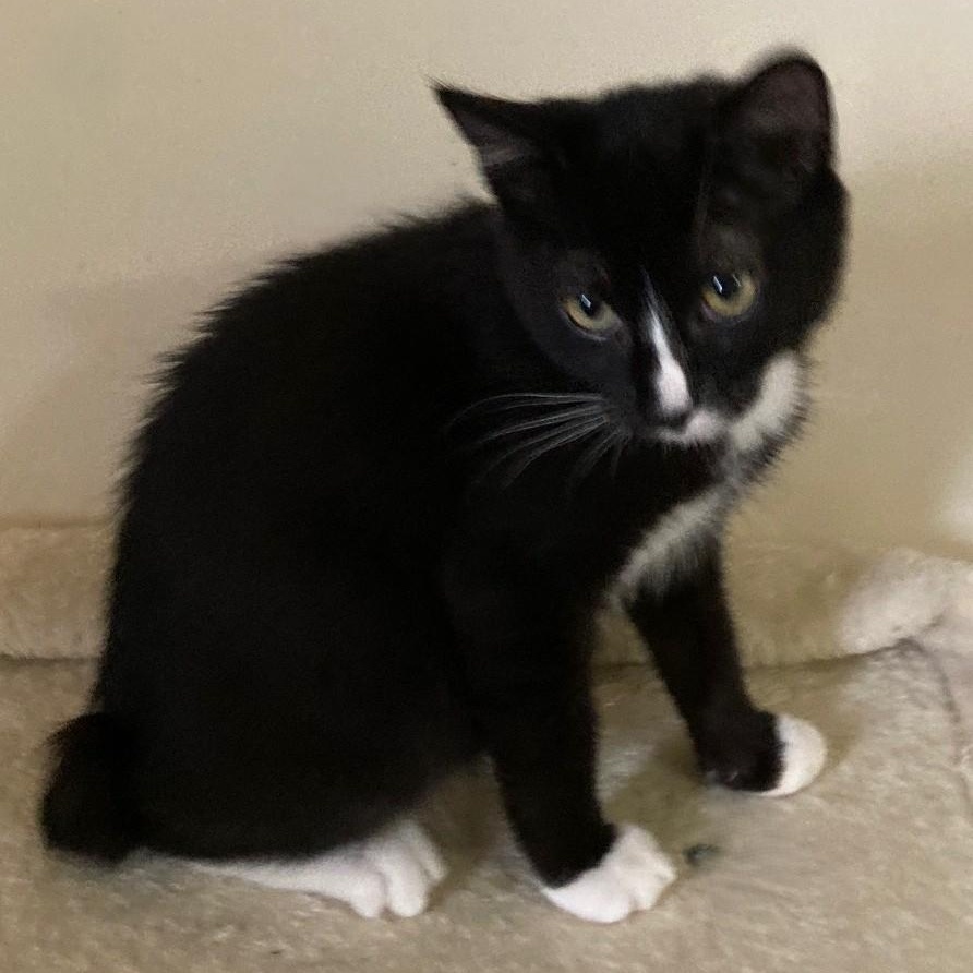 Enlarge Miller - Manx Type Sweetie, a Adopted mixed breed in Hoquiam, WA image 3/3