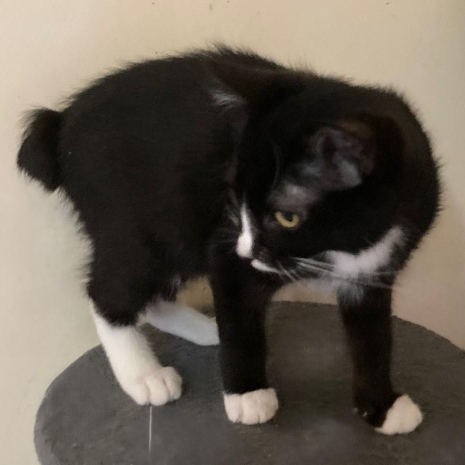 Enlarge Miller - Manx Type Sweetie, a Adopted mixed breed in Hoquiam, WA image 1/3