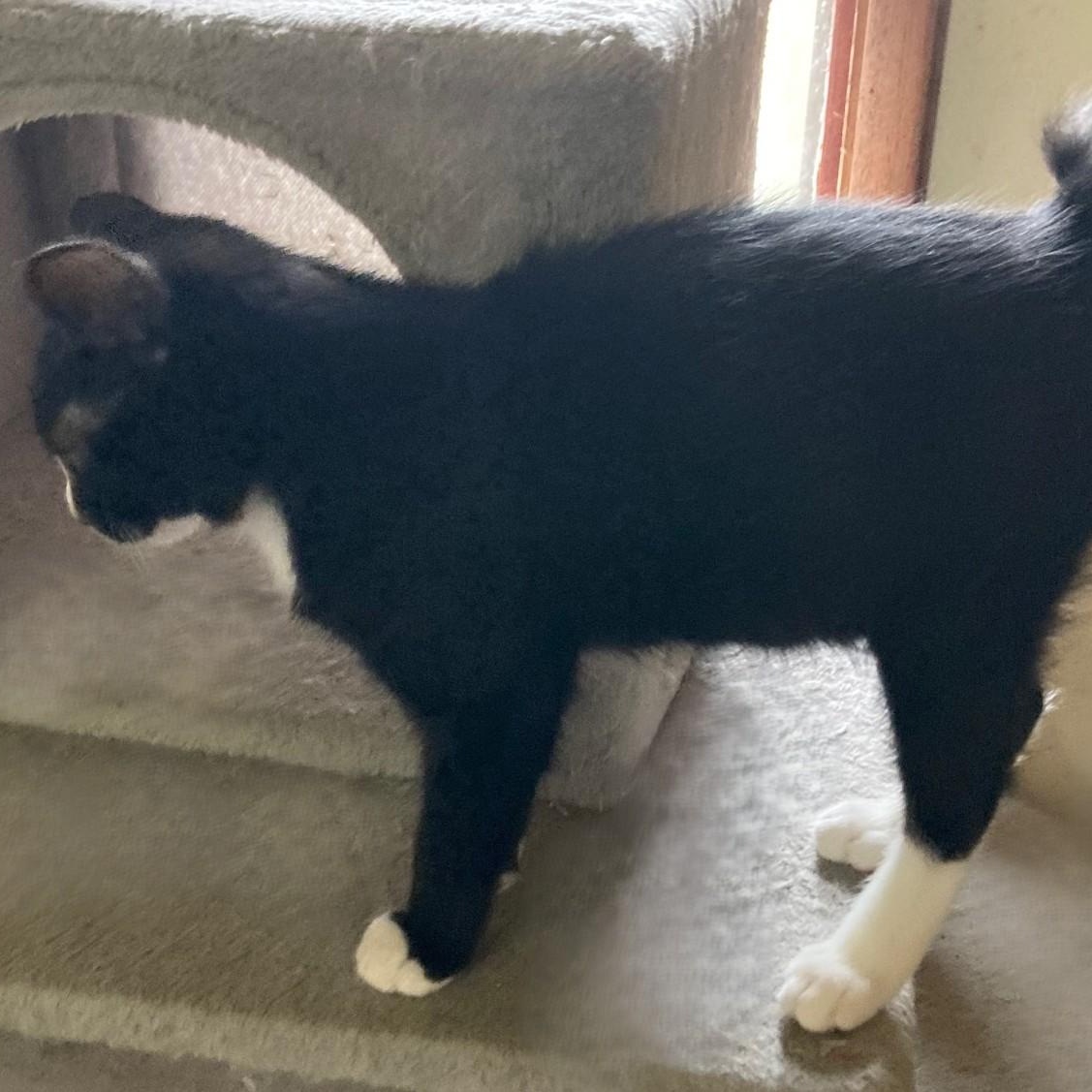 Enlarge Miller - Manx Type Sweetie, a Adopted mixed breed in Hoquiam, WA image 2/3